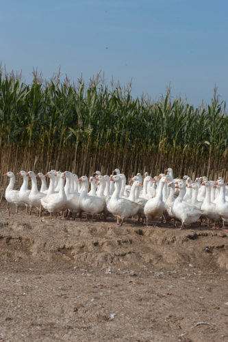 Lugeder Enten "Fette Beute"