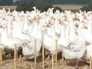 Geflügel beim Lugeder