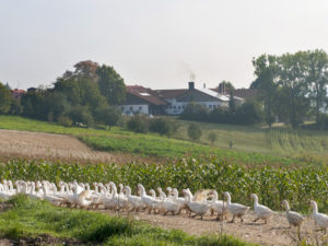 Gänse und Flugenten beim Lugeder