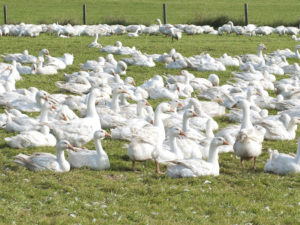 Geflügel beim Lugeder