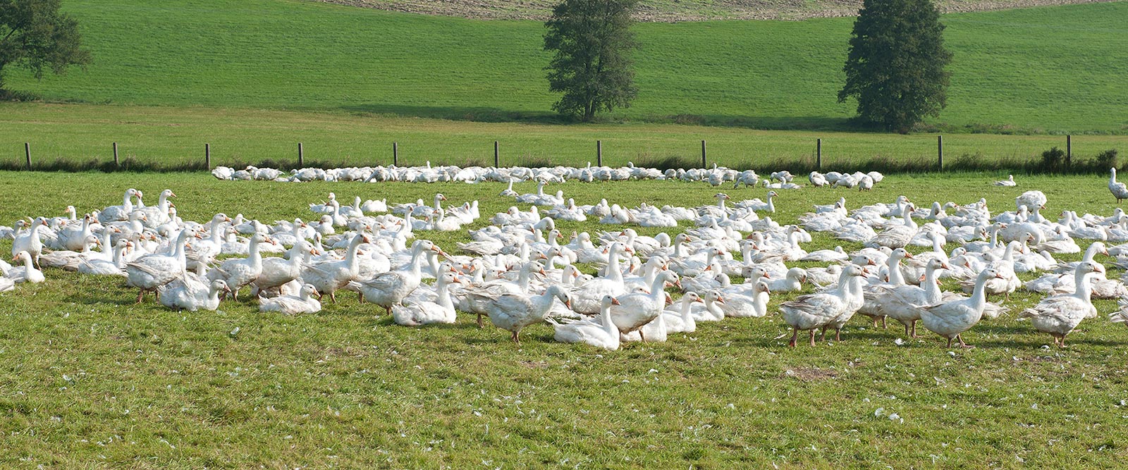 Lugeder Geflügel