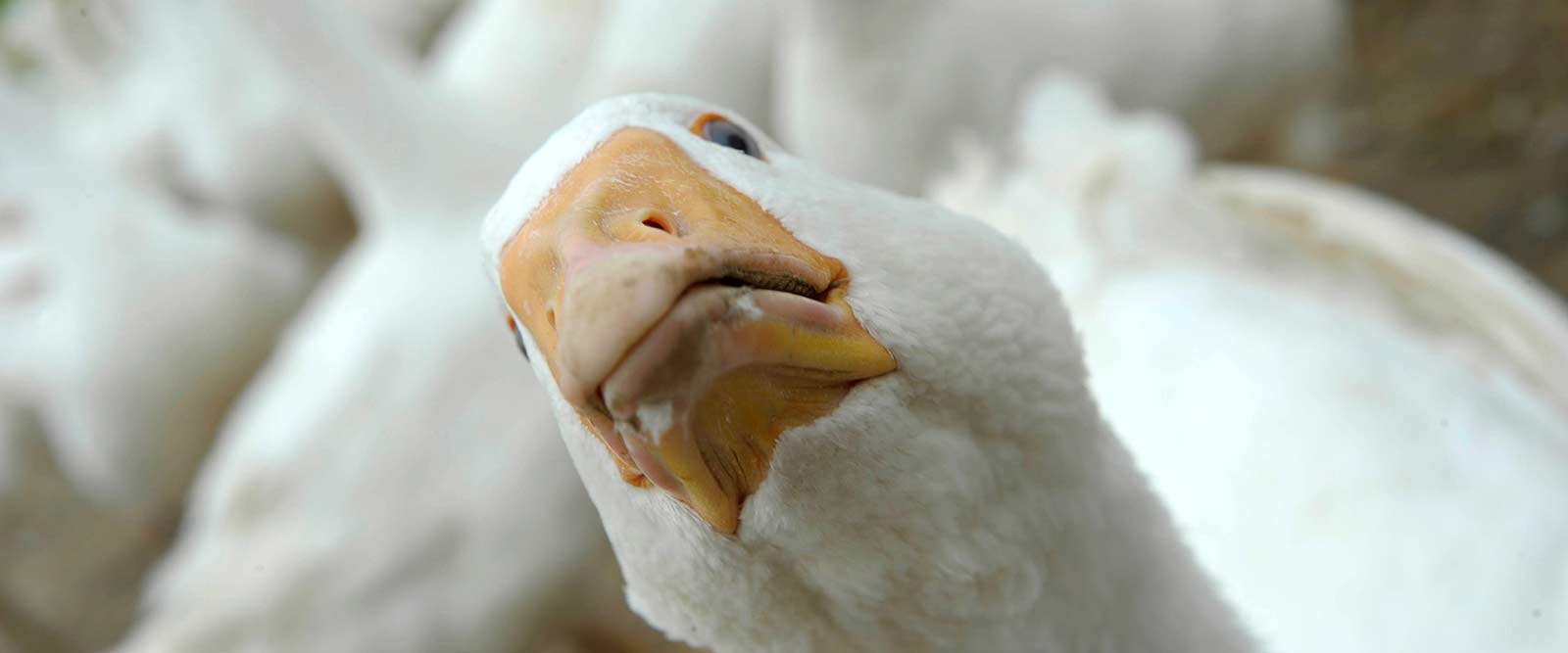 Geflügel beim Lugeder