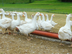 Geflügel beim Lugeder