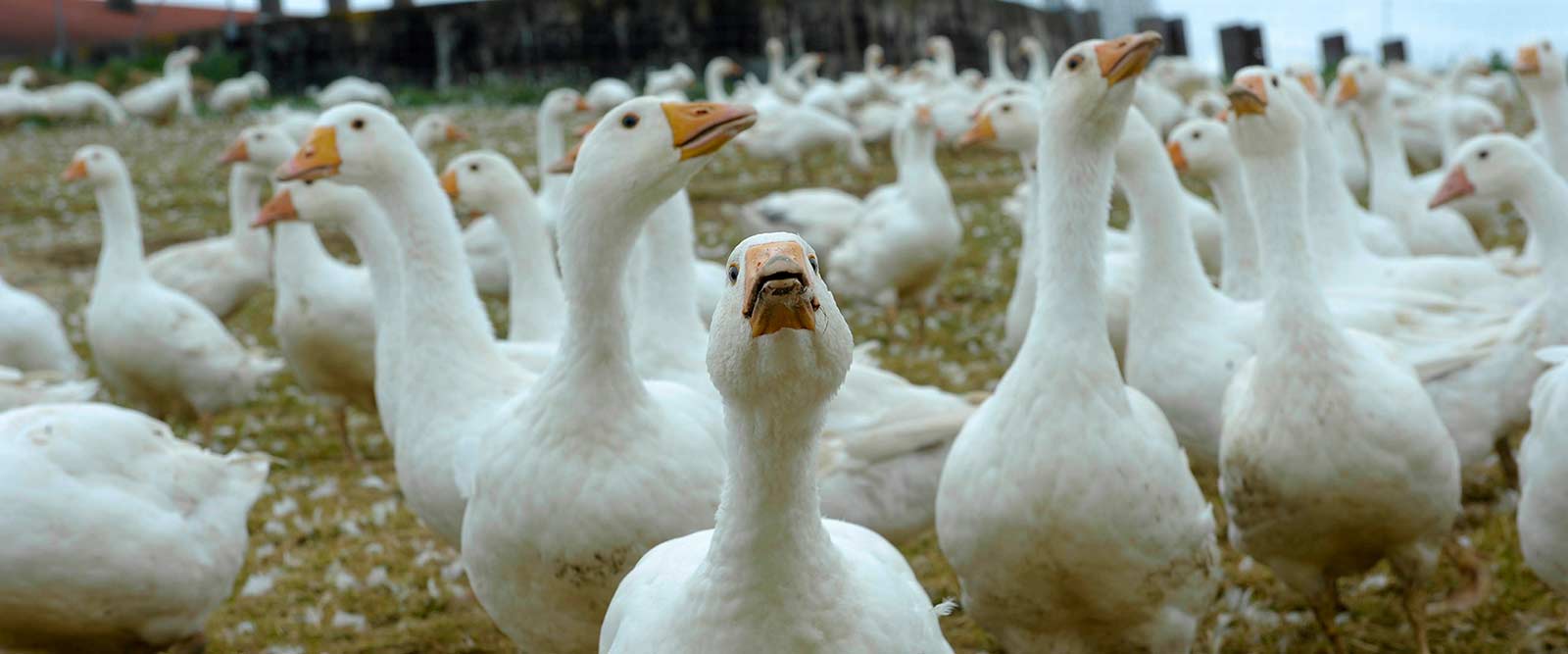 Geflügel beim Lugeder